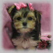 s%26lpuppies001001.jpg