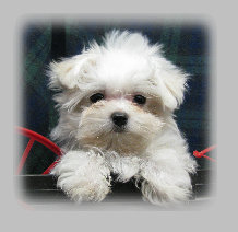 s%26lpuppies001008.jpg