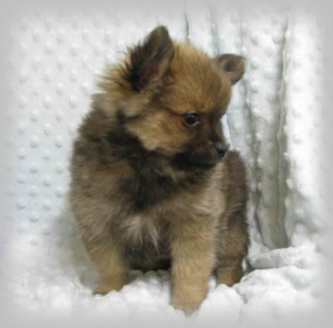 s%26lpuppies002001.jpg