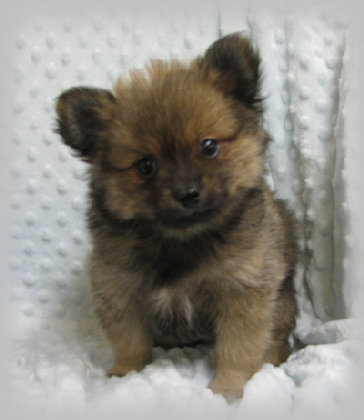 s%26lpuppies002002.jpg