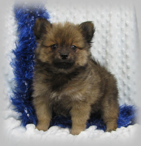 s%26lpuppies002003.jpg