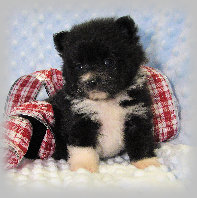 s%26lpuppies002010.jpg