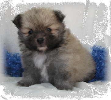 s%26lpuppies003002.gif