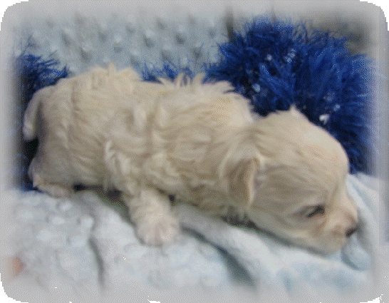 s%26lpuppies004002.gif