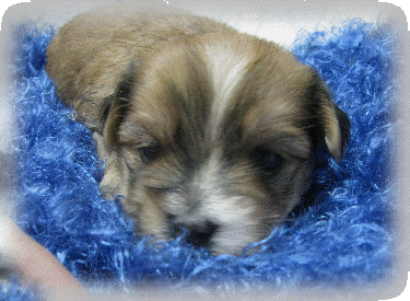 s%26lpuppies007008.gif
