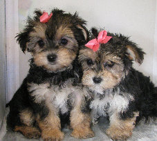 s%26lpuppies007013.jpg