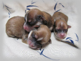 s%26lpuppies007015.jpg