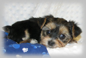 s%26lpuppies007021.jpg