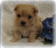 s%26lpuppies007024.gif