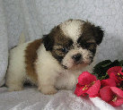 s%26lpuppies007025.jpg