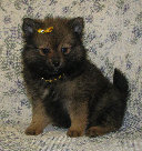 s%26lpuppies007029.jpg