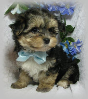 s%26lpuppies007032.jpg
