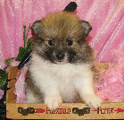 s%26lpuppies007035.jpg