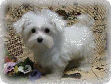 s%26lpuppies007040.gif