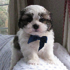 s%26lpuppies007042.jpg