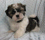 s%26lpuppies007043.jpg