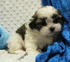 s%26lpuppies007046.jpg