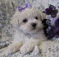 s%26lpuppies007051.jpg