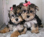 s%26lpuppies007052.jpg