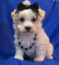 s%26lpuppies007053.jpg