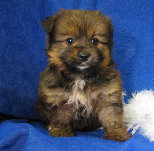 s%26lpuppies007055.jpg