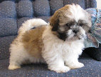s%26lpuppies007059.jpg