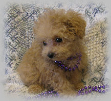 s%26lpuppies008007.jpg