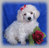 s%26lpuppies008008.jpg