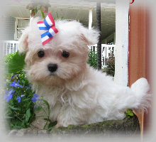 s%26lpuppies008010.jpg