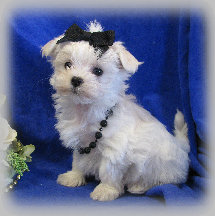 s%26lpuppies008011.jpg