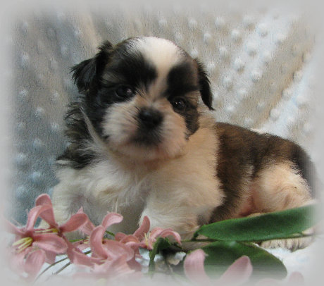 s%26lpuppies008012.jpg