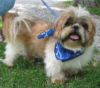 s%26lpuppies008013.jpg