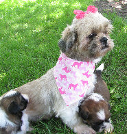 s%26lpuppies008014.jpg