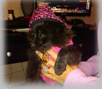 s%26lpuppies008015.jpg