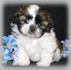 s%26lpuppies008016.jpg