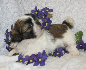 s%26lpuppies008017.jpg