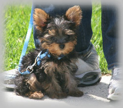 s%26lpuppies008018.jpg