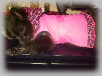 s%26lpuppies008019.jpg