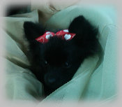 s%26lpuppies008020.jpg