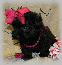 s%26lpuppies008025.jpg