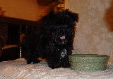 s%26lpuppies008027.jpg