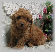 s%26lpuppies008029.jpg