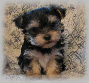 s%26lpuppies008033.jpg
