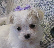 s%26lpuppies014002.jpg