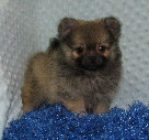 s%26lpuppies014003.jpg