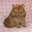 s%26lpuppies014004.jpg