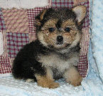 s%26lpuppies014005.jpg