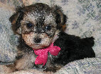 s%26lpuppies014006.jpg