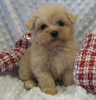 s%26lpuppies014007.jpg