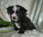 s%26lpuppies014008.jpg